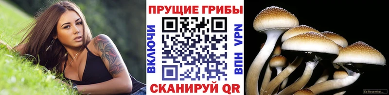 Купить Кувшиново Галлюциногенные грибы Psilocybe